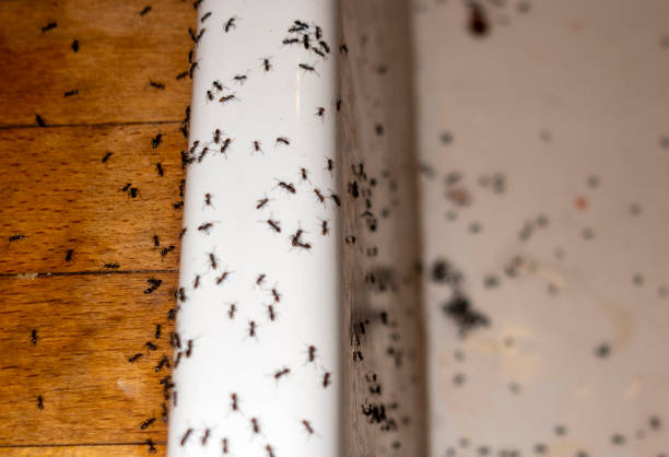 Best Affordable Pest Control Services  in Salina, OK