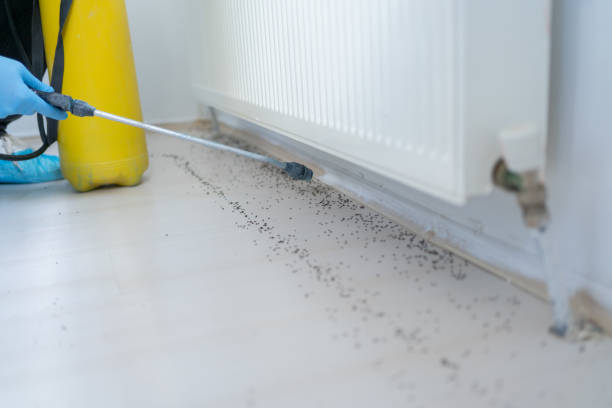 Best Ant Control Services  in Salina, OK